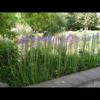 Thalictrum morisonii subsp Mediterraneum (fam Renonculacees) (Europe meridionale) (1)
